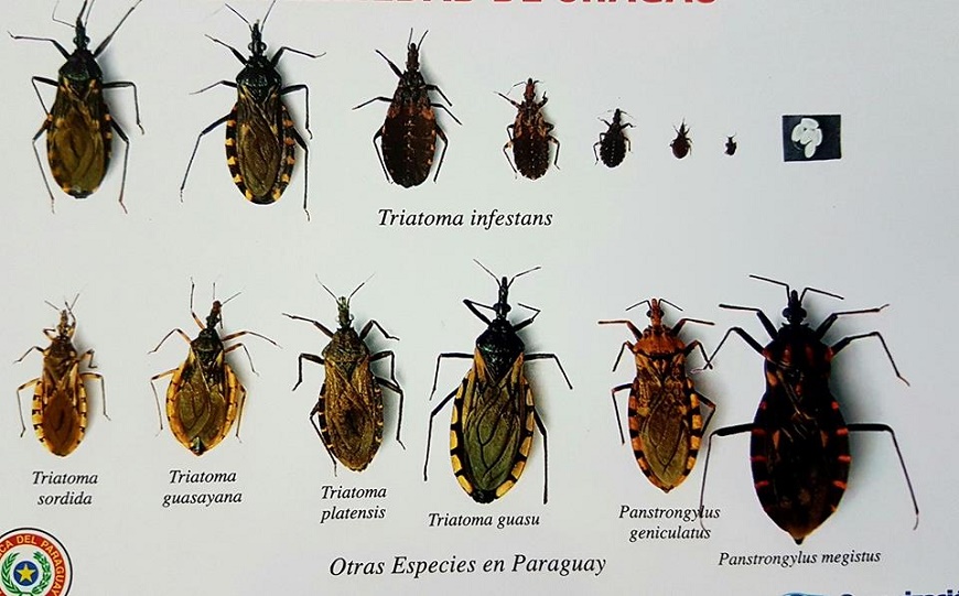 Calameo Enfermedad De Chagas Mazza