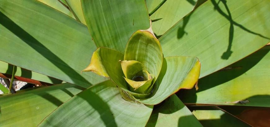 Prevención en casa: conozcamos los criaderos naturales del Aedes aegypti